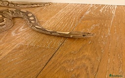 Python Snake reptiles for sale: Royal python for rehoming  - Image 4