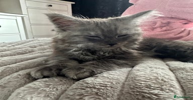 Maine Coon cats - Advert 3