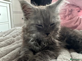 Maine Coon cats - Advert 13
