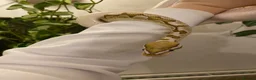 Python Snake reptiles for sale: Bamboo Orange dream male  - Advert 11