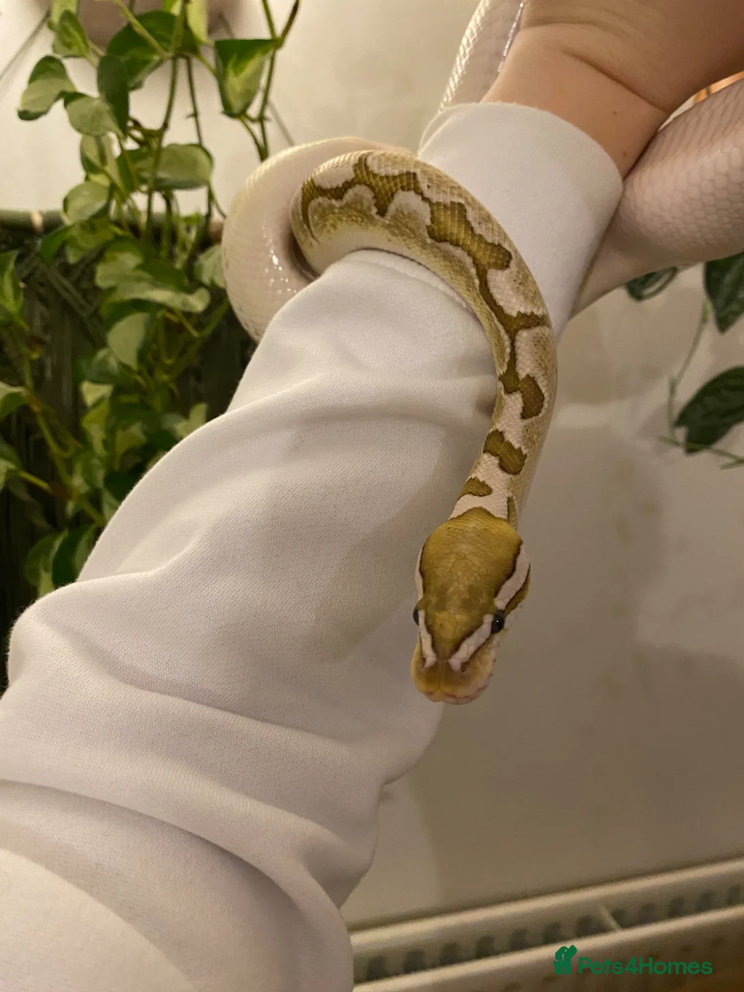 Python Snake reptiles for sale: Bamboo Orange dream male  - Advert 11