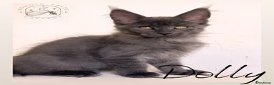 Maine Coon 1