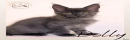 Maine Coon cats for sale: Gorgeous Solid Blue Maine Coon Kitten  - Advert 14