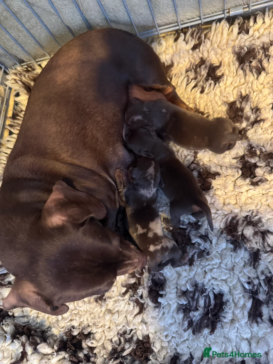 Miniature Dachshund dogs for sale: Stunning top quality short legged mini dachshunds - Advert 1