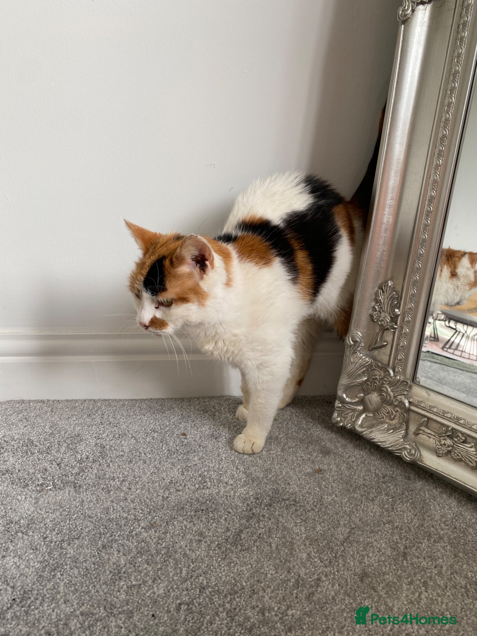 Mixed Breed cats Calico looking for a forever home - Advert 2