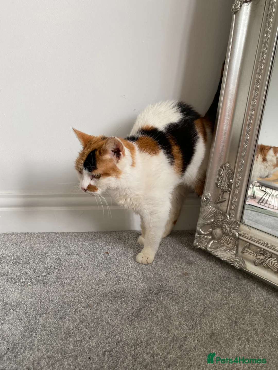 Mixed Breed cats for sale: Calico looking for a forever home - Advert 2