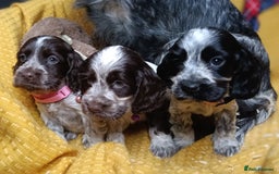Cocker Spaniel dogs for sale: Show Type blue/Tri/chocolate Roan Cocker Spaniels  - Image 23