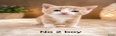 Mixed Breed Kitten 2