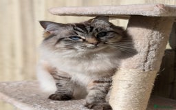 Ragdoll cats for sale: Ragdoll x tabby x British shorthair - Image 4