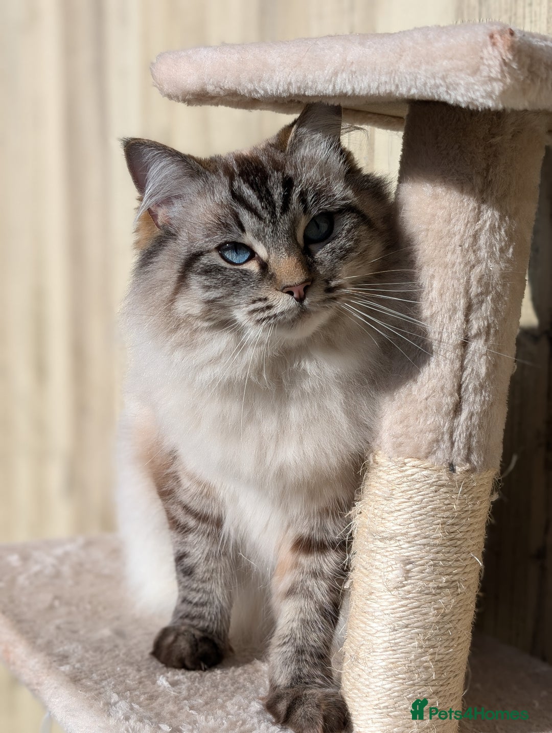 Ragdoll cats for sale: Ragdoll x tabby x British shorthair - Image 4