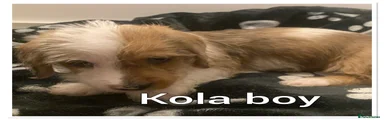 Kola 