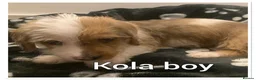 Mixed Breed dogs for sale: 3 pups left  - Advert 2