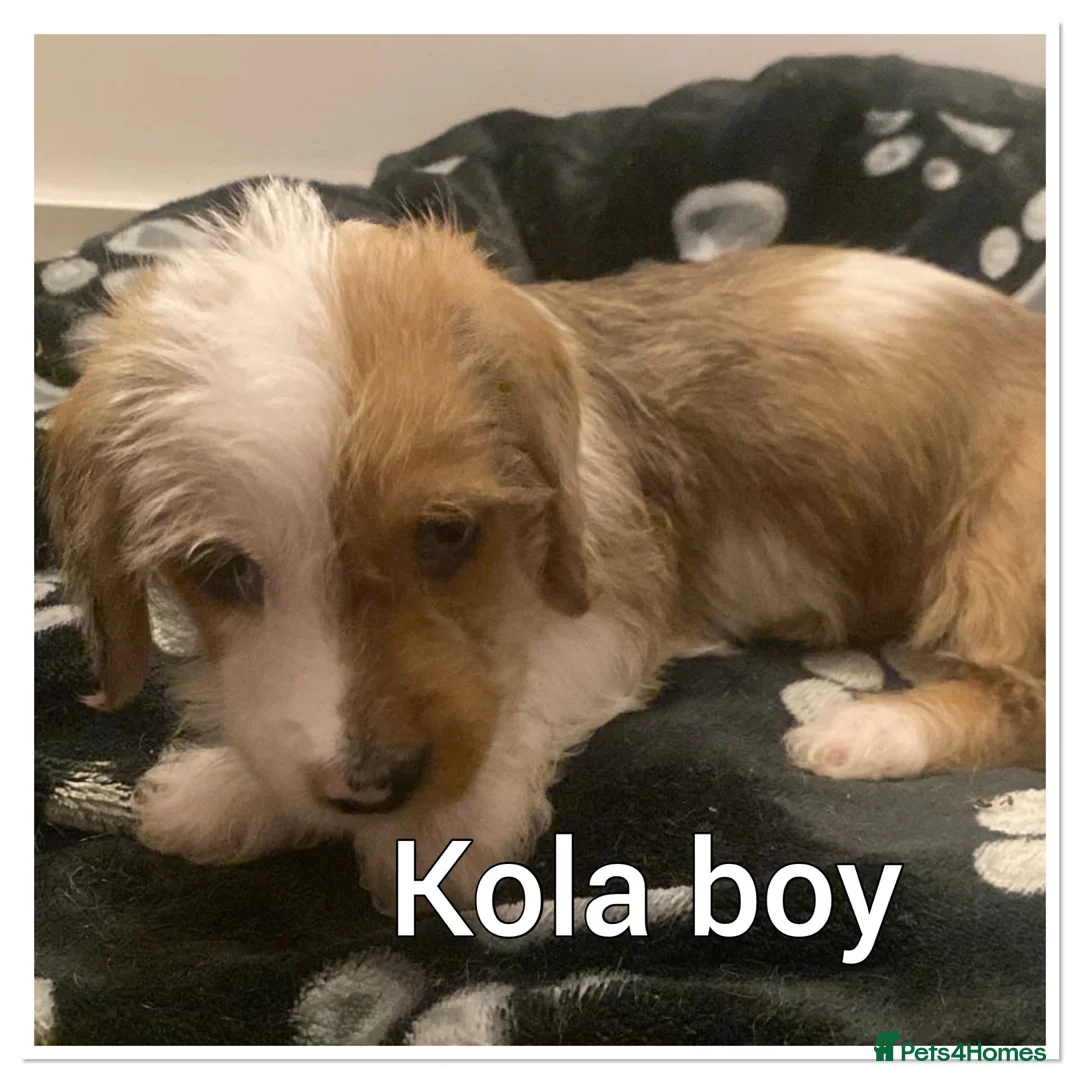 Mixed Breed dogs for sale: 3 pups left  - Advert 2