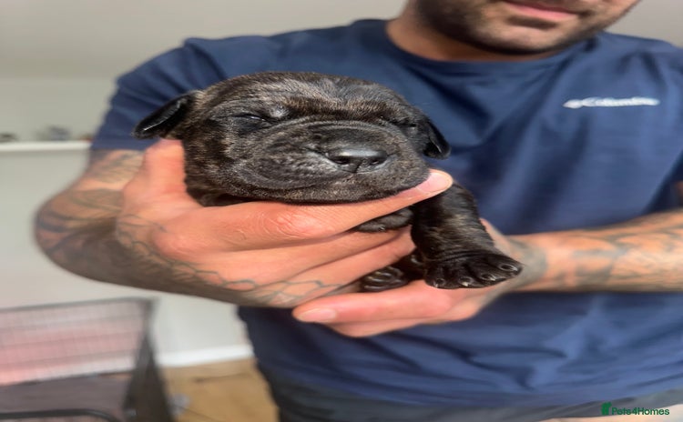 Cane Corso dogs - Advert 1