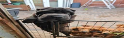 Shar Pei dogs for sale: James is looking for his forever home - Advert 2