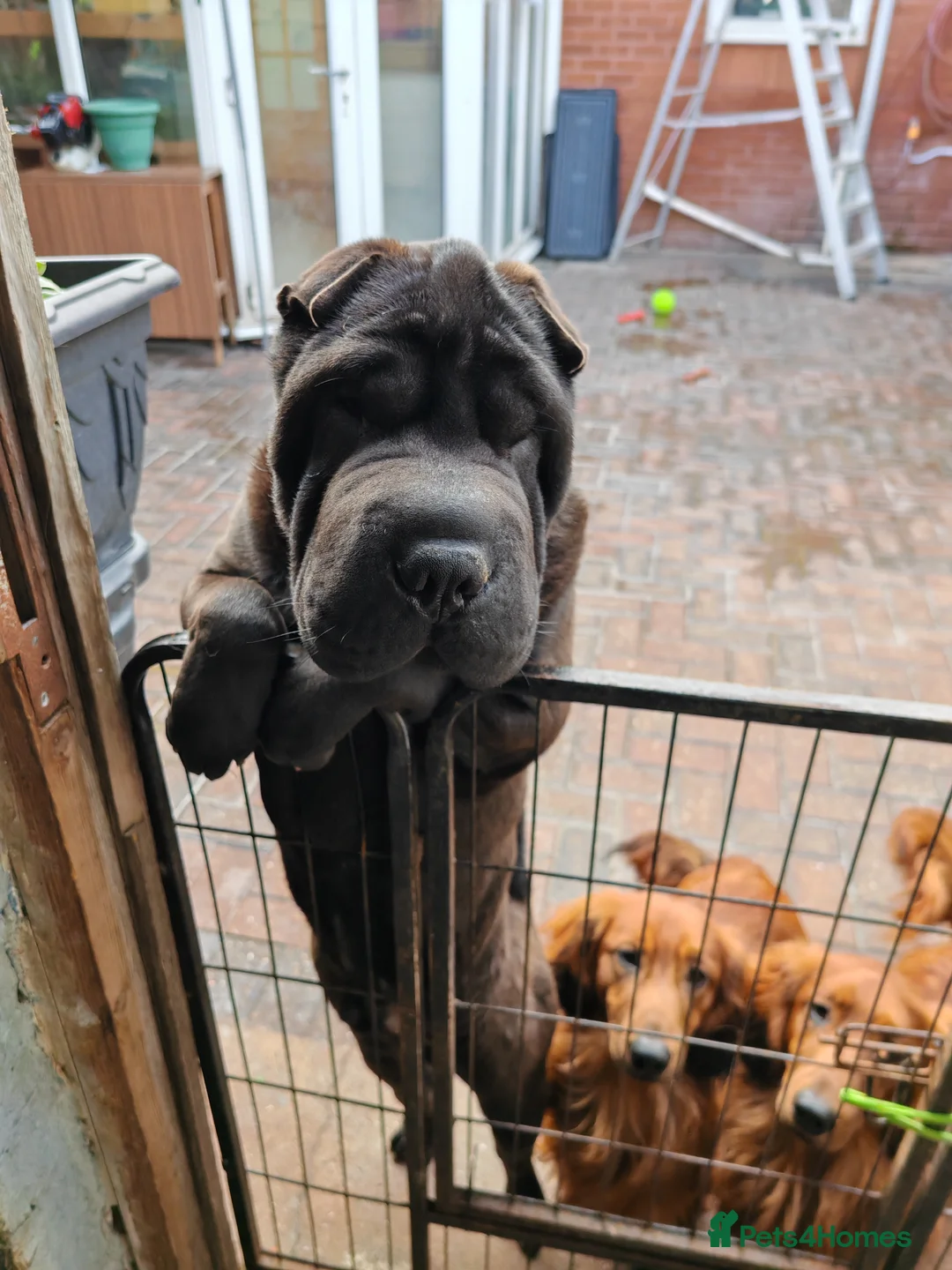 Shar Pei dogs for sale: James is looking for his forever home - Advert 2