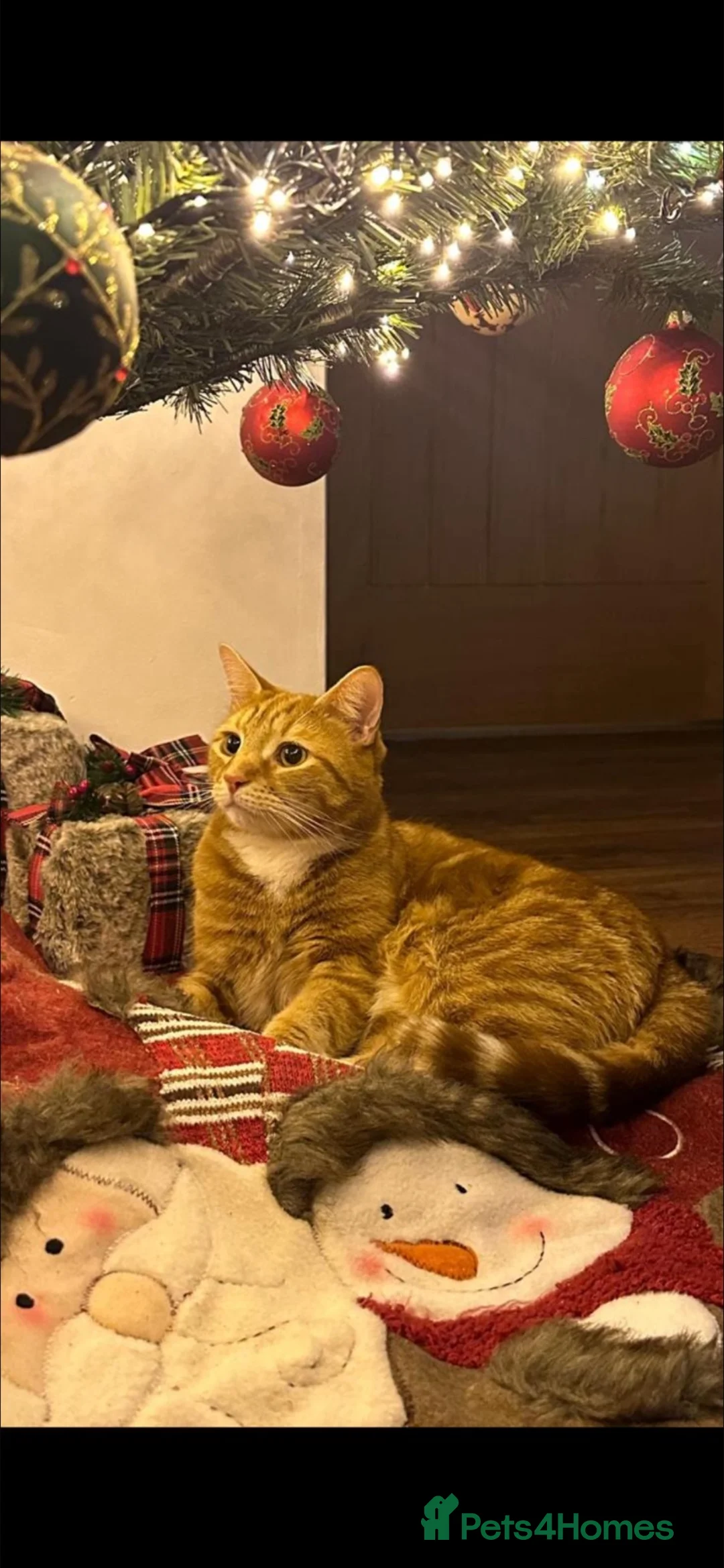 Mixed Breed cats for sale: 2 male cats for sale  - Advert 2