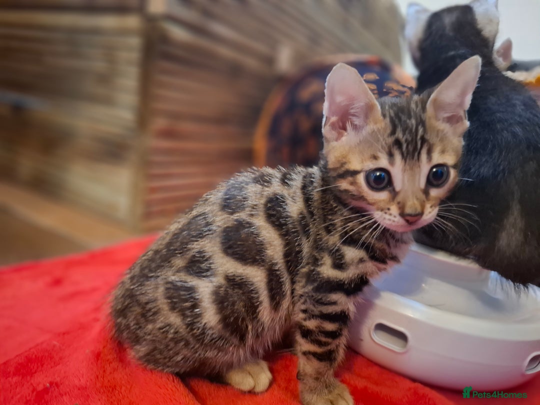 Bengal cats for sale: 🌟 Premium Bengal Tica Kittens – 5★Breeder 🌟 - Image 15