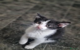 Mixed Breed cats for sale: Kittens  - Image 6