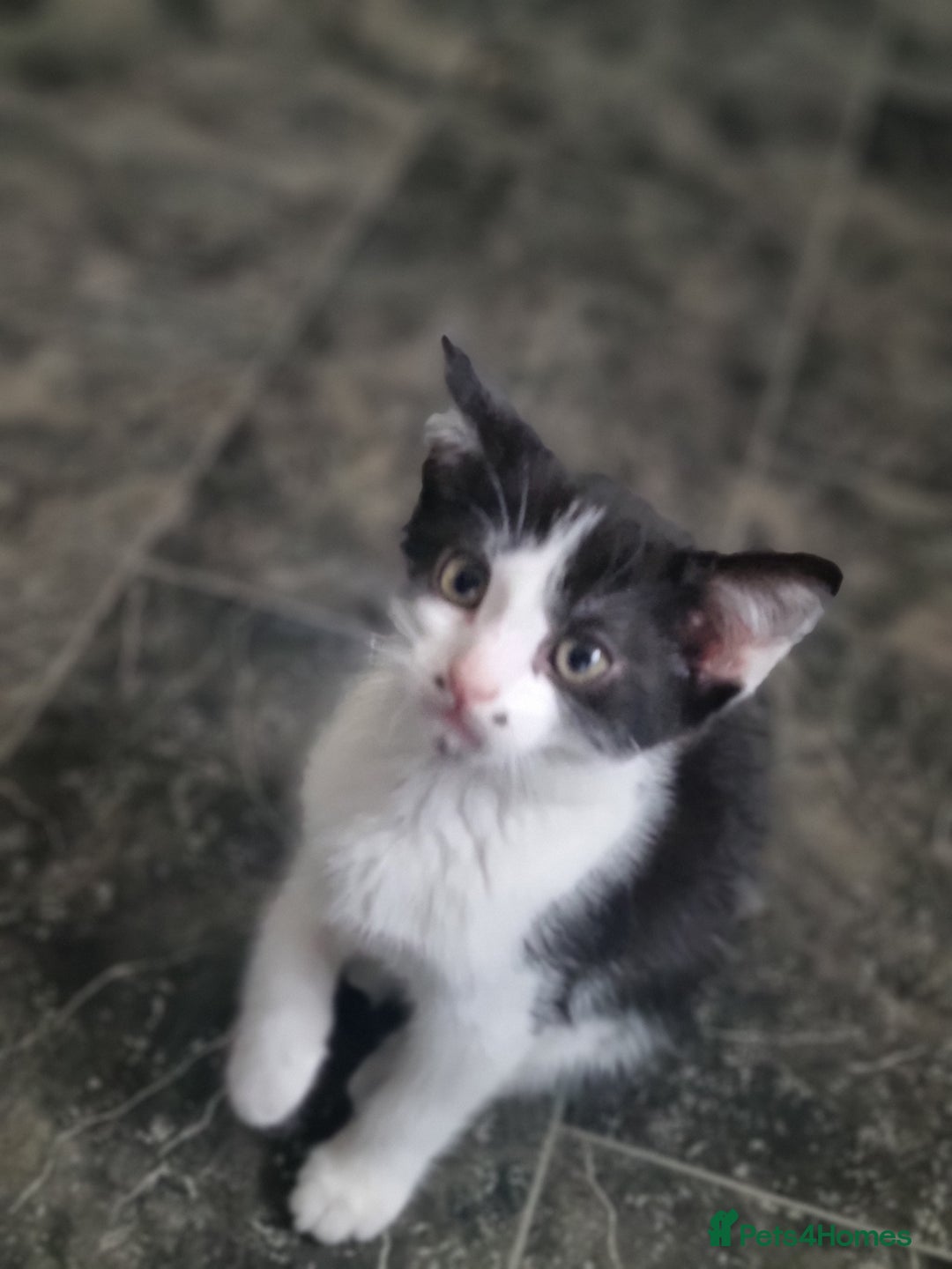 Mixed Breed cats for sale: Kittens  - Image 6