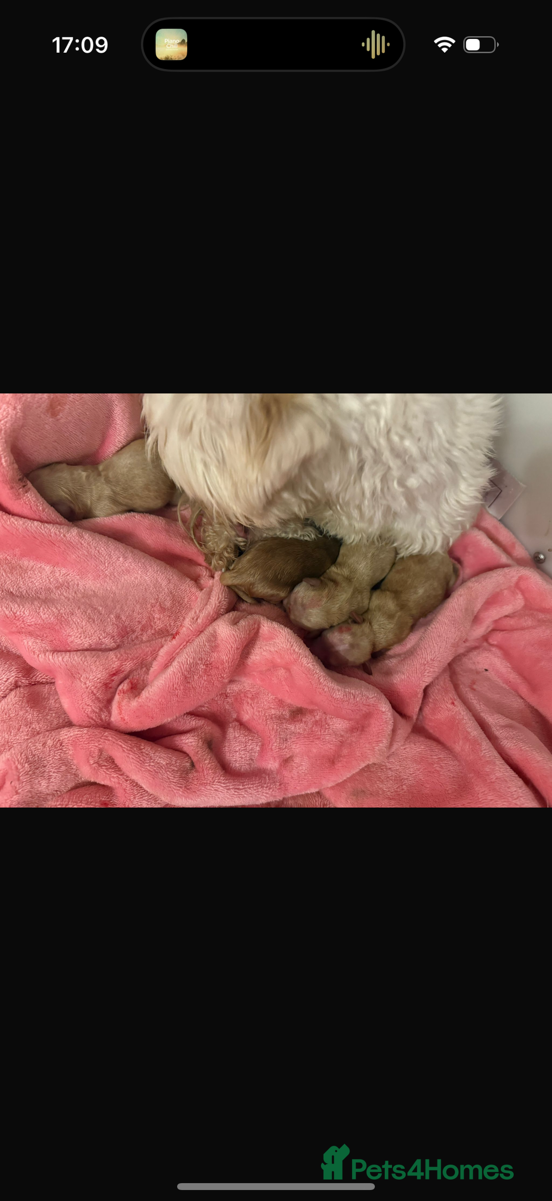 Maltipoo dogs for sale: 🧸 Incredible Teddy Bear TINY F1 Asian Maltipoo 🧸 - Advert 9