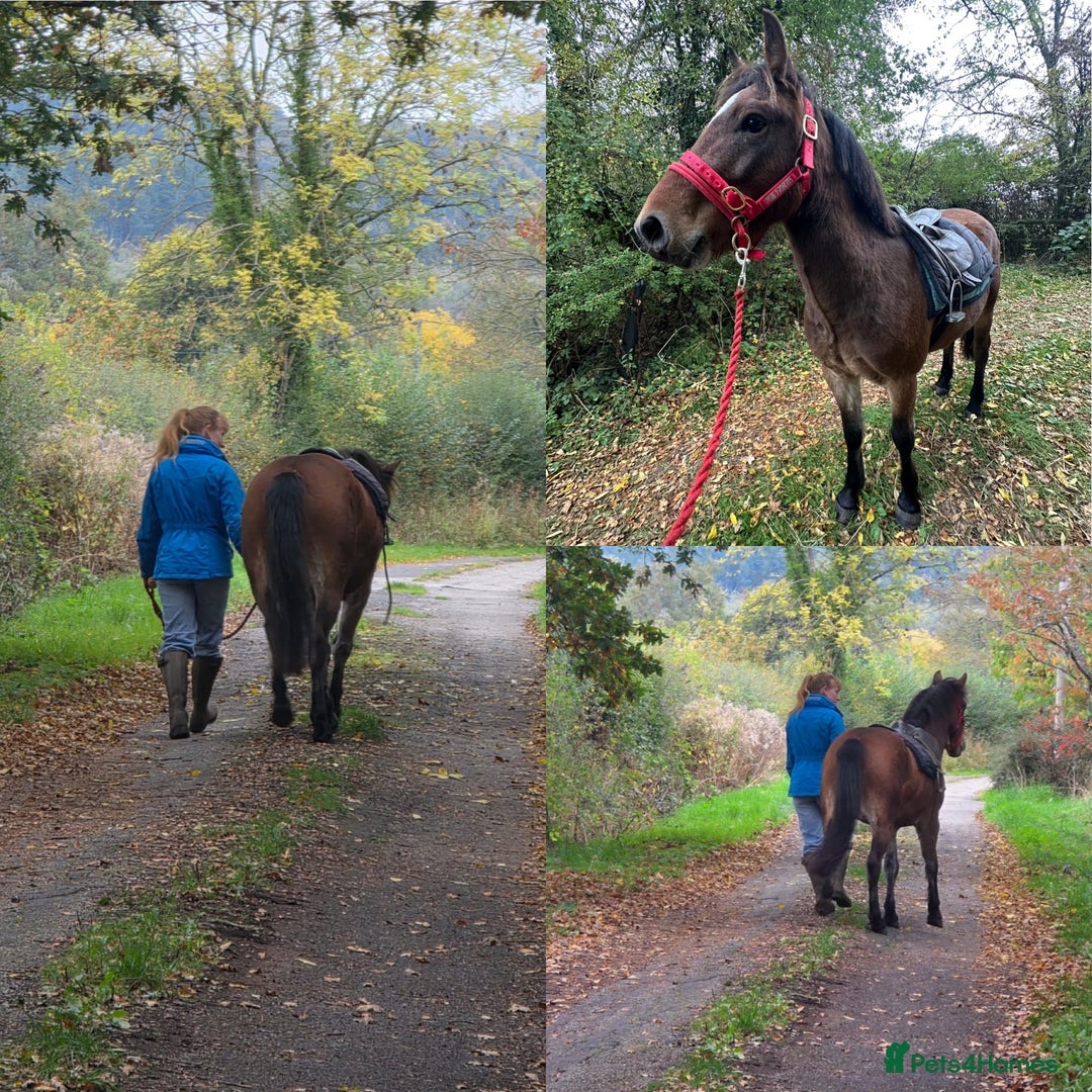New Forest horses for sale: Rising 4 new forest gelding - Advert 2