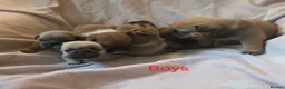 Mixed Breed dogs for sale: English Bull Chows in Basildon - Advert 6
