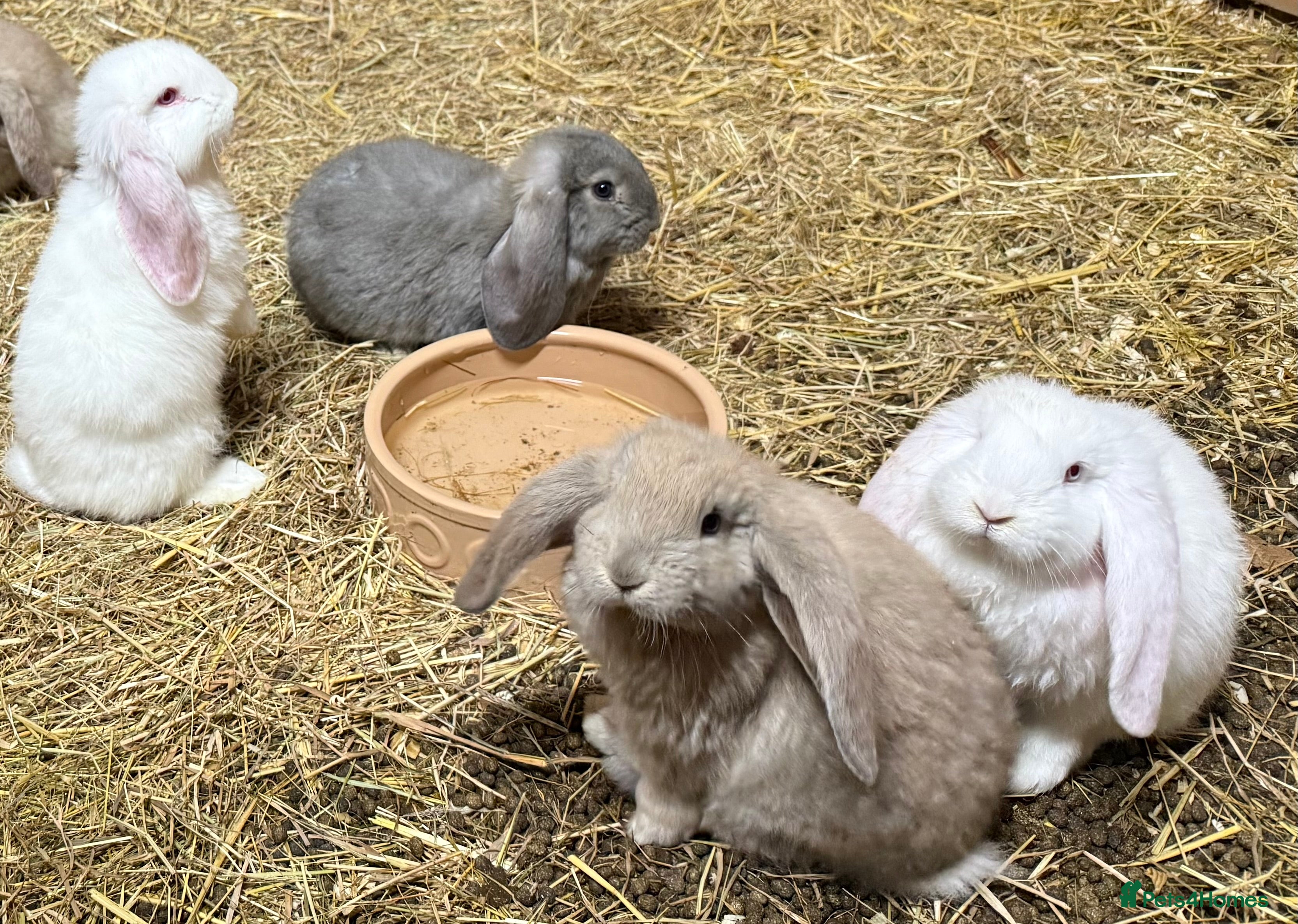 French Lop rabbits Gorgeous French lop bunnies - Advert 5