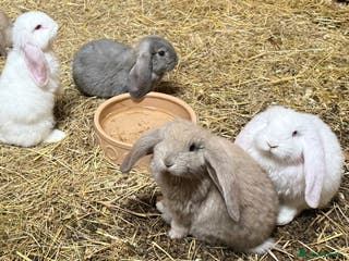 French Lop rabbits Gorgeous French lop bunnies - Advert 5