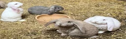 French Lop rabbits for sale: Gorgeous French lop bunnies - Advert 1