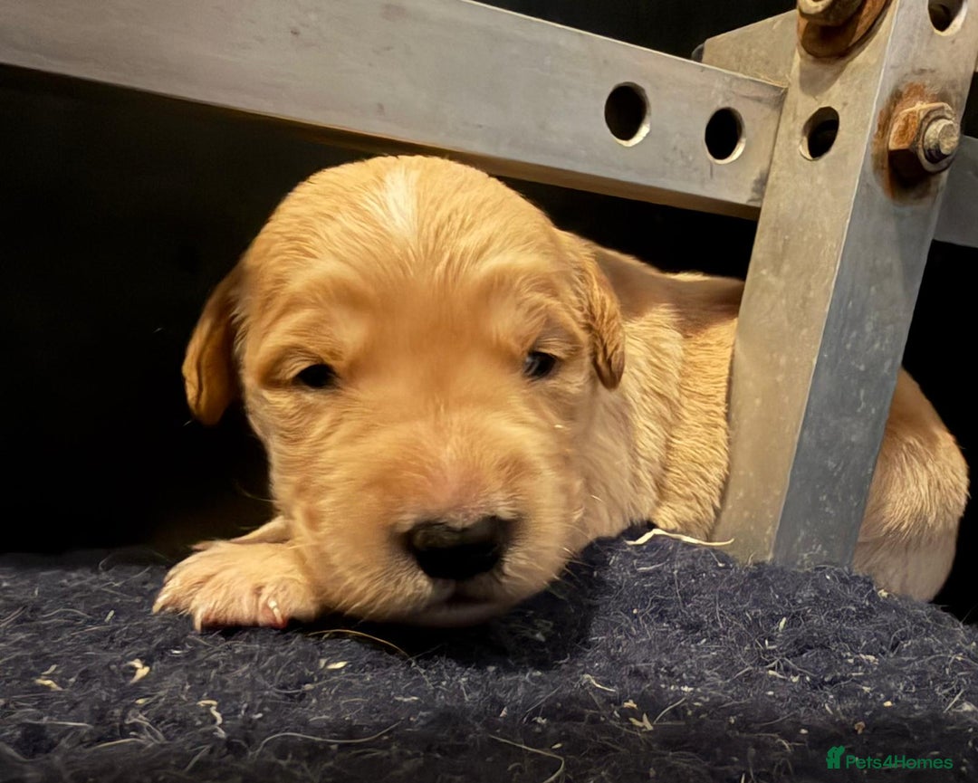 Golden Retriever dogs for sale: Top quality litter - Advert 10