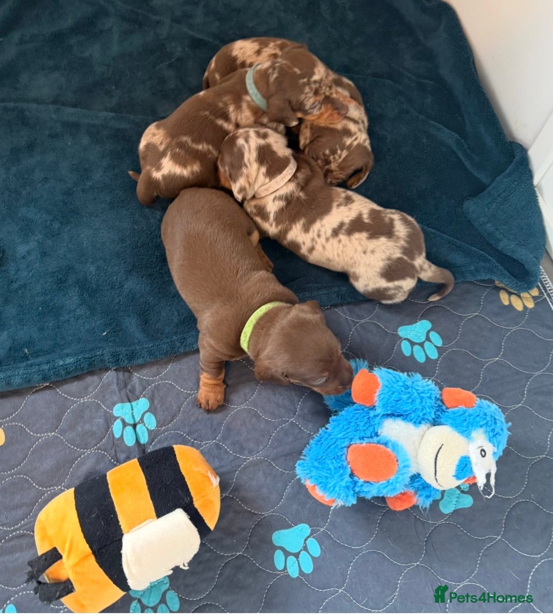 Miniature Dachshund dogs for sale: Chocolate & Dapple KC Miniature Dachshund Puppies - Advert 2