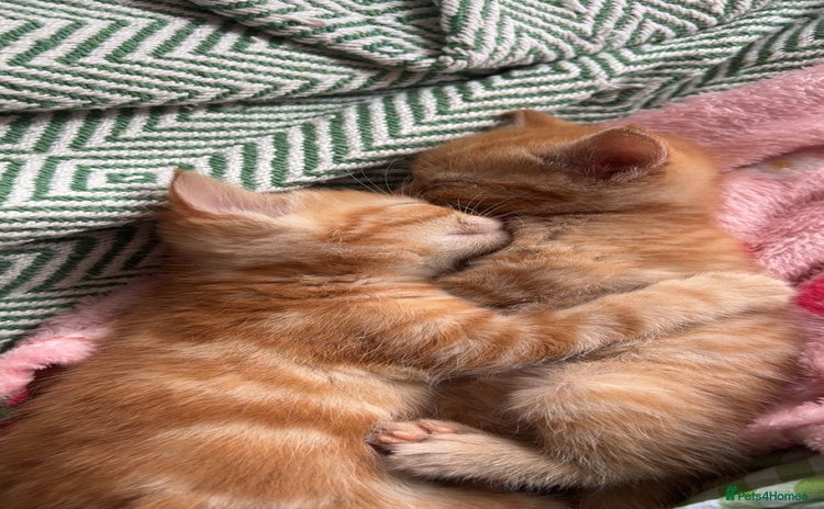 Domestic Shorthair cats - Advert 1
