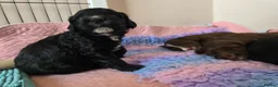 Mixed Breed dogs for sale: Bordoodle X Springer Spaniel puppies  - Advert 23