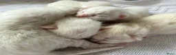 Ragdoll cats for sale: Rare Flame Lynx Ragdoll Kittens excellent Quality  - Advert 6