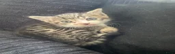 Aegean cats for sale: 3 male greek aegan kitten+one female tuxedo kitten - Advert 7