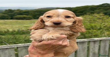 Cocker Spaniel dogs - Advert 2