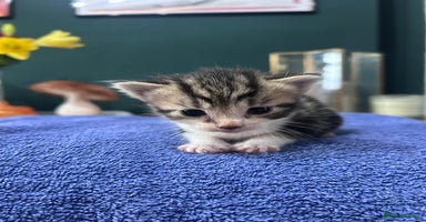 Mixed Breed cats - Advert 15