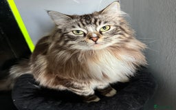 Ragdoll cats for sale: Rare Mink Ragdoll - Image 3