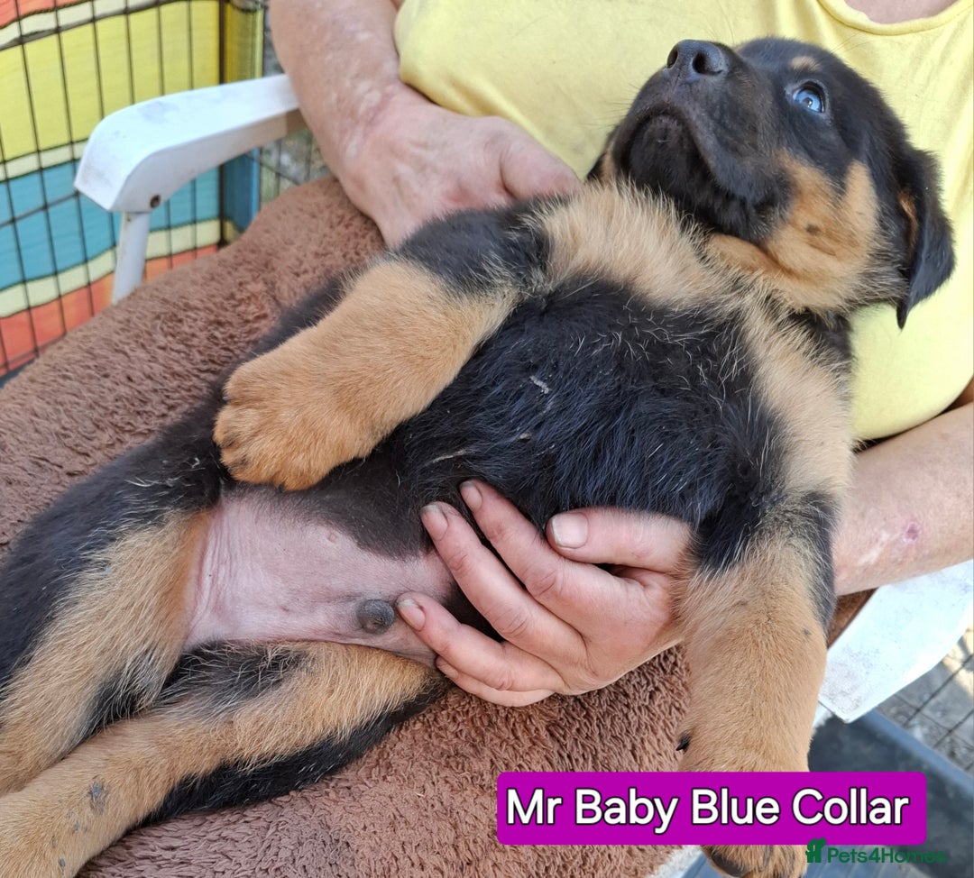Rottweiler dogs for sale: Stunning Litter Of Shepweiler X Mastiff Pups - Image 27