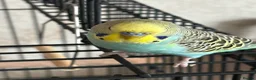 Cockatiels birds for sale: Budgie and cockateil, semi tamed cage included in Walsall - Advert 2