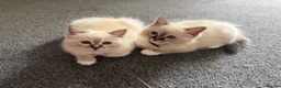 Birman cats for sale: Mrs T - Advert 2
