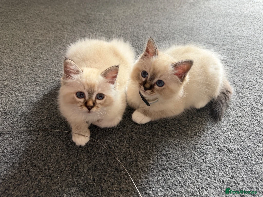 Birman cats for sale: Mrs T - Advert 2