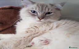 Ragdoll cats for sale: Gccf active female ragdoll with paperwork  - Image 3