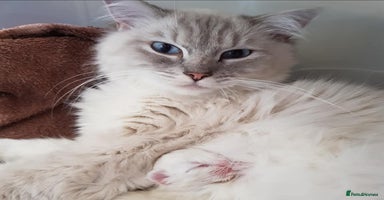 Ragdoll cats - Advert 3