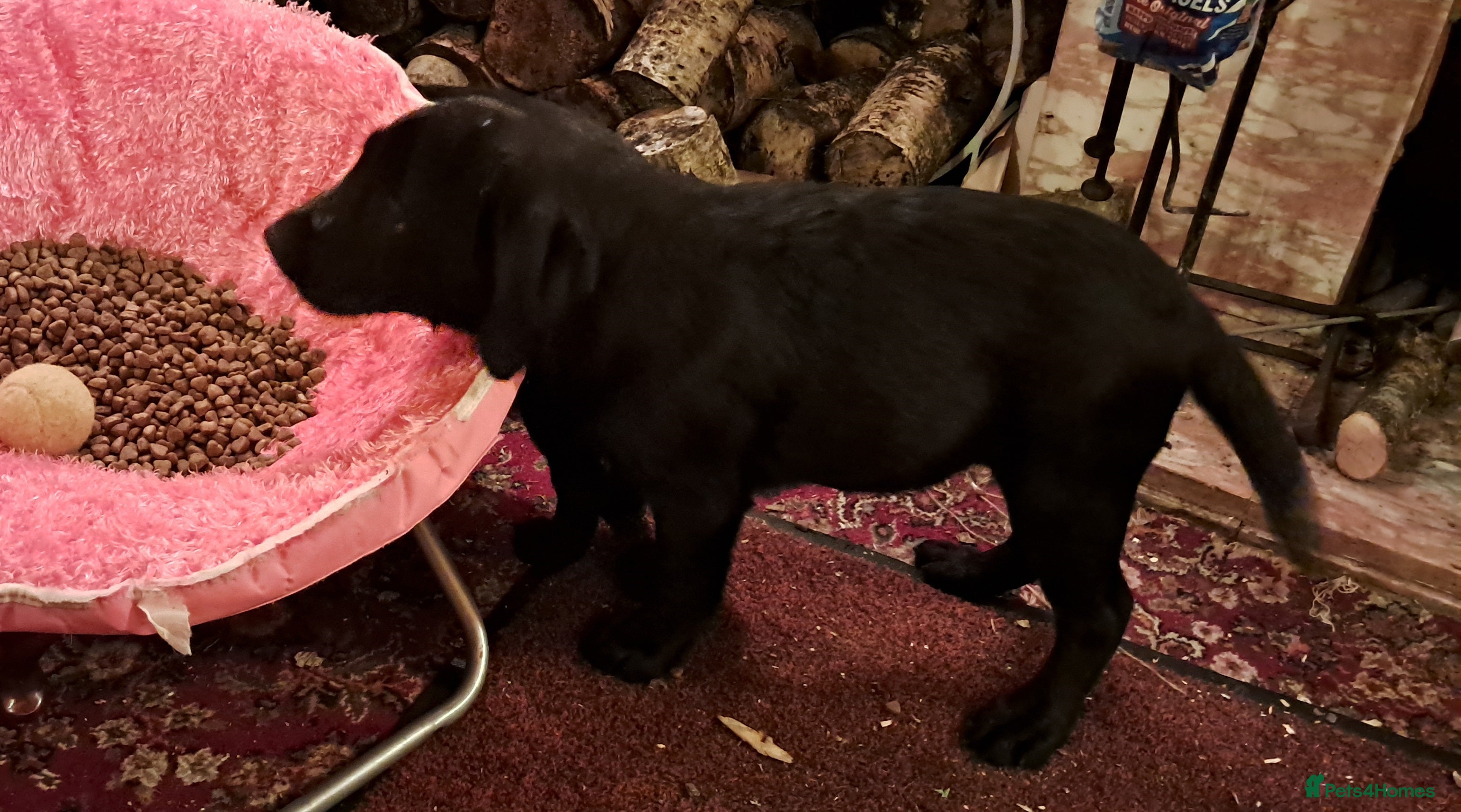 Labrador Retriever dogs Chunky well grown black Labrador puppies. KC, DNA. - Advert 1