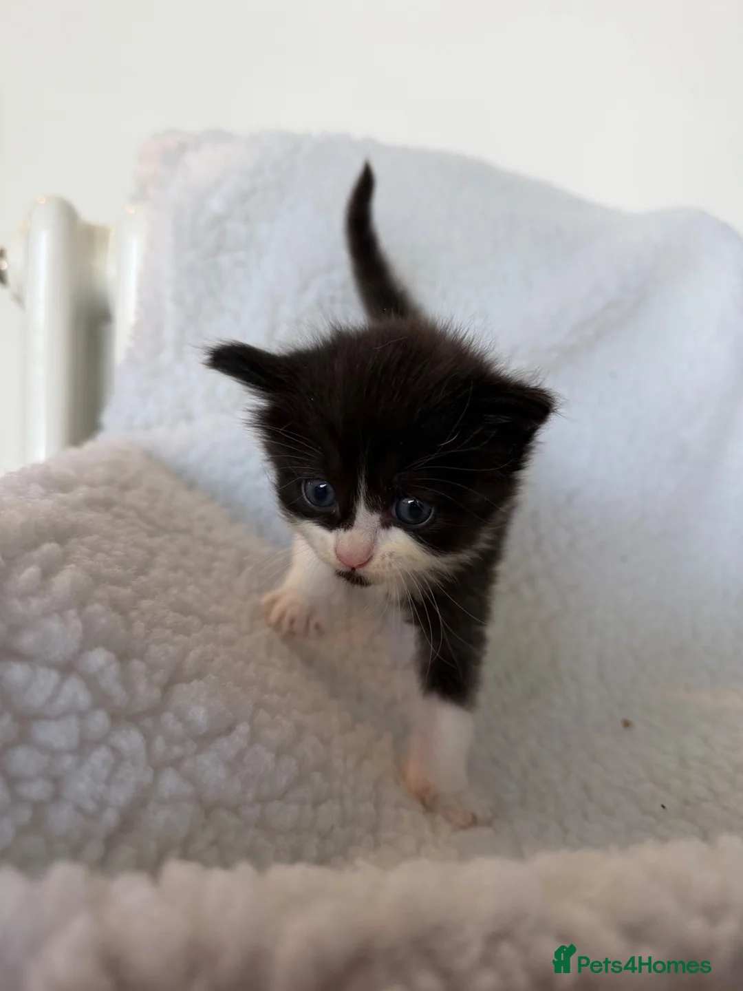 Ragcoon cats for sale: Beautiful Maine Coon × Ragdoll Kittens  - Advert 2