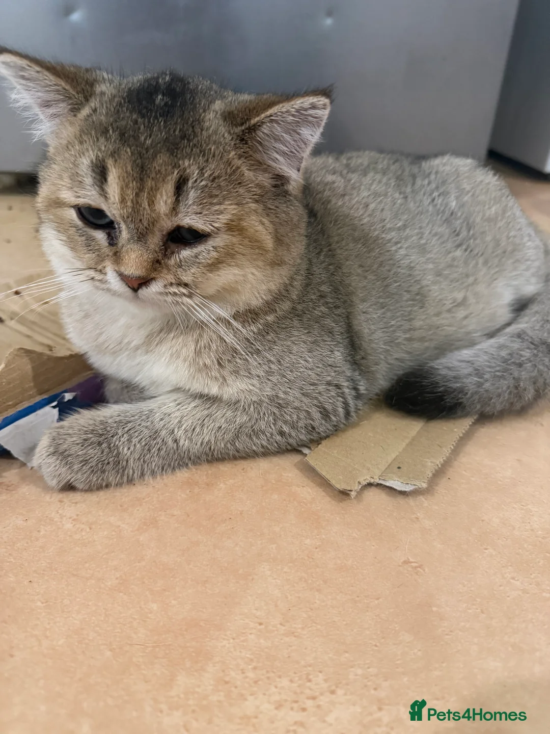 Scottish Fold cats for sale: Adorable Scottish Fold/straight Kittens for Sale - Advert 8