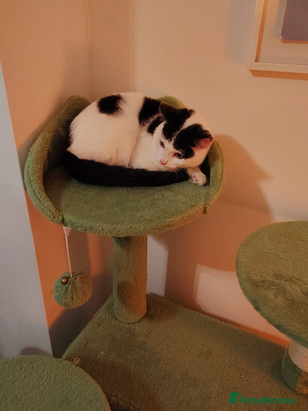 Mixed Breed cats for sale: 16-Week-Old Male Kitten looking for a forever home - Advert 2
