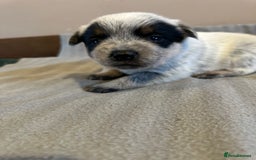 Australian Cattle Dog dogs for sale: Absolutely stunning litter!! - Advert 6